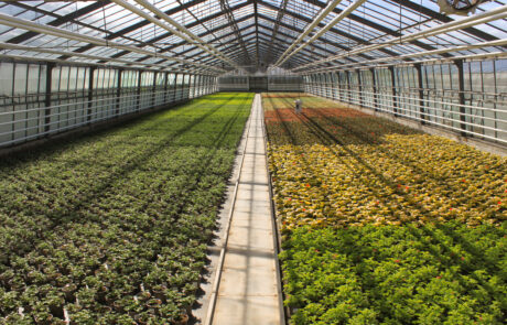 Bild_Betrieb_Treibhausbild