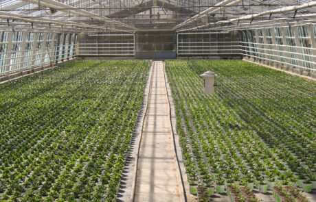 Bild_Betrieb_Treibhausbild2