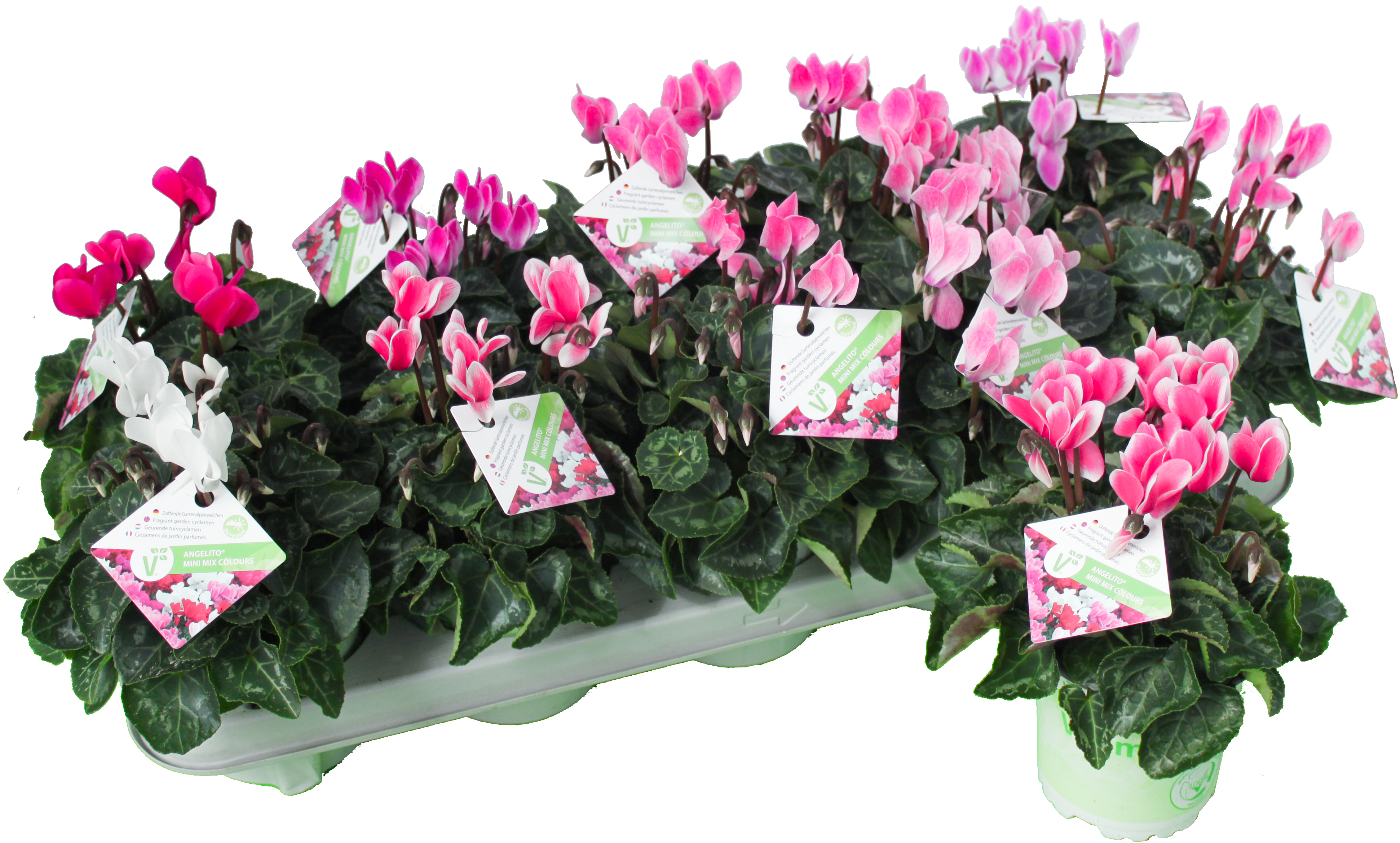 Cyclamen_T11