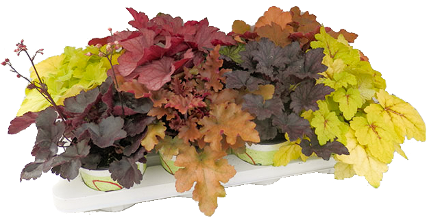 Heuchera_T13_Palette