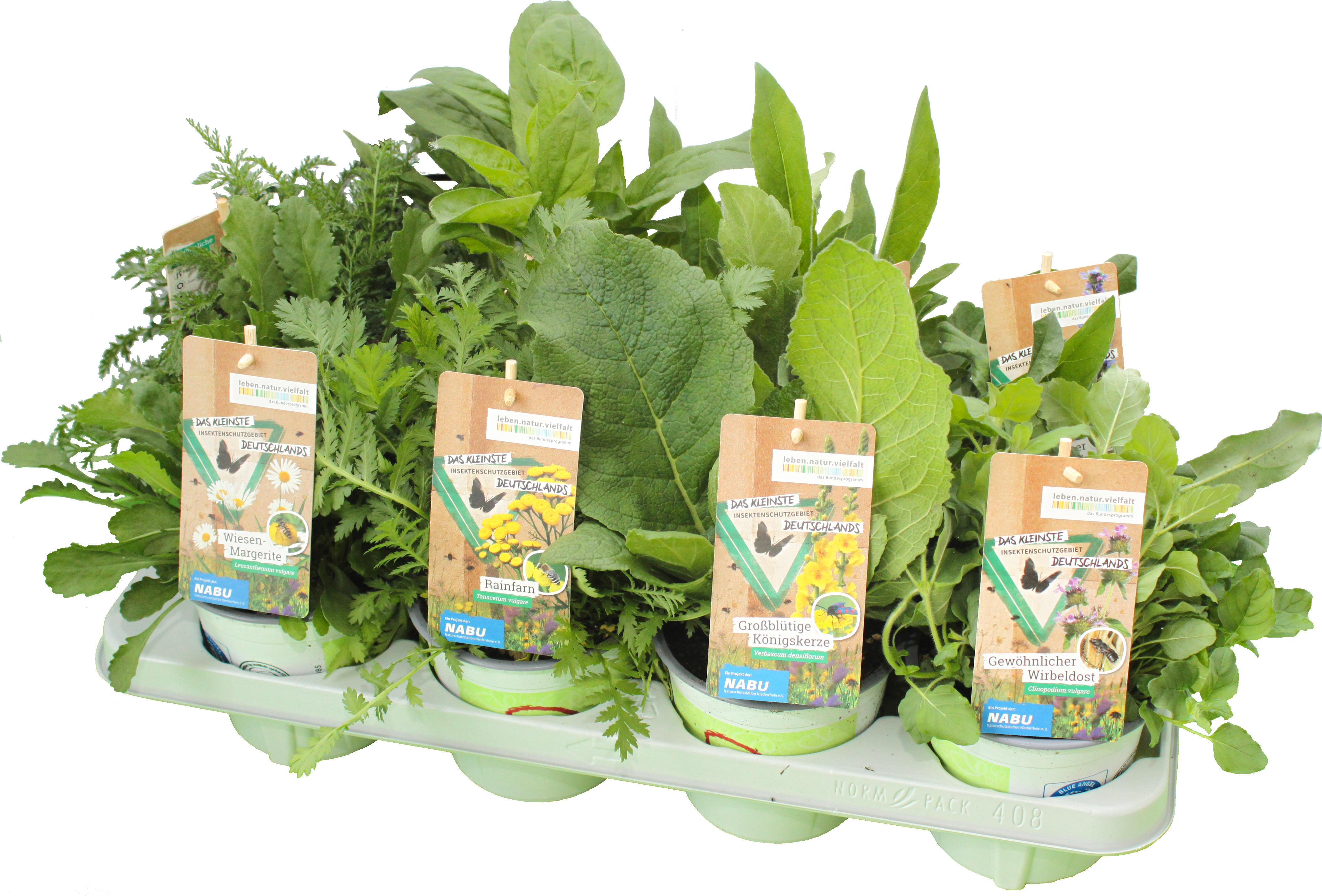 Insektenfreude-Mix_T13_freigestellt