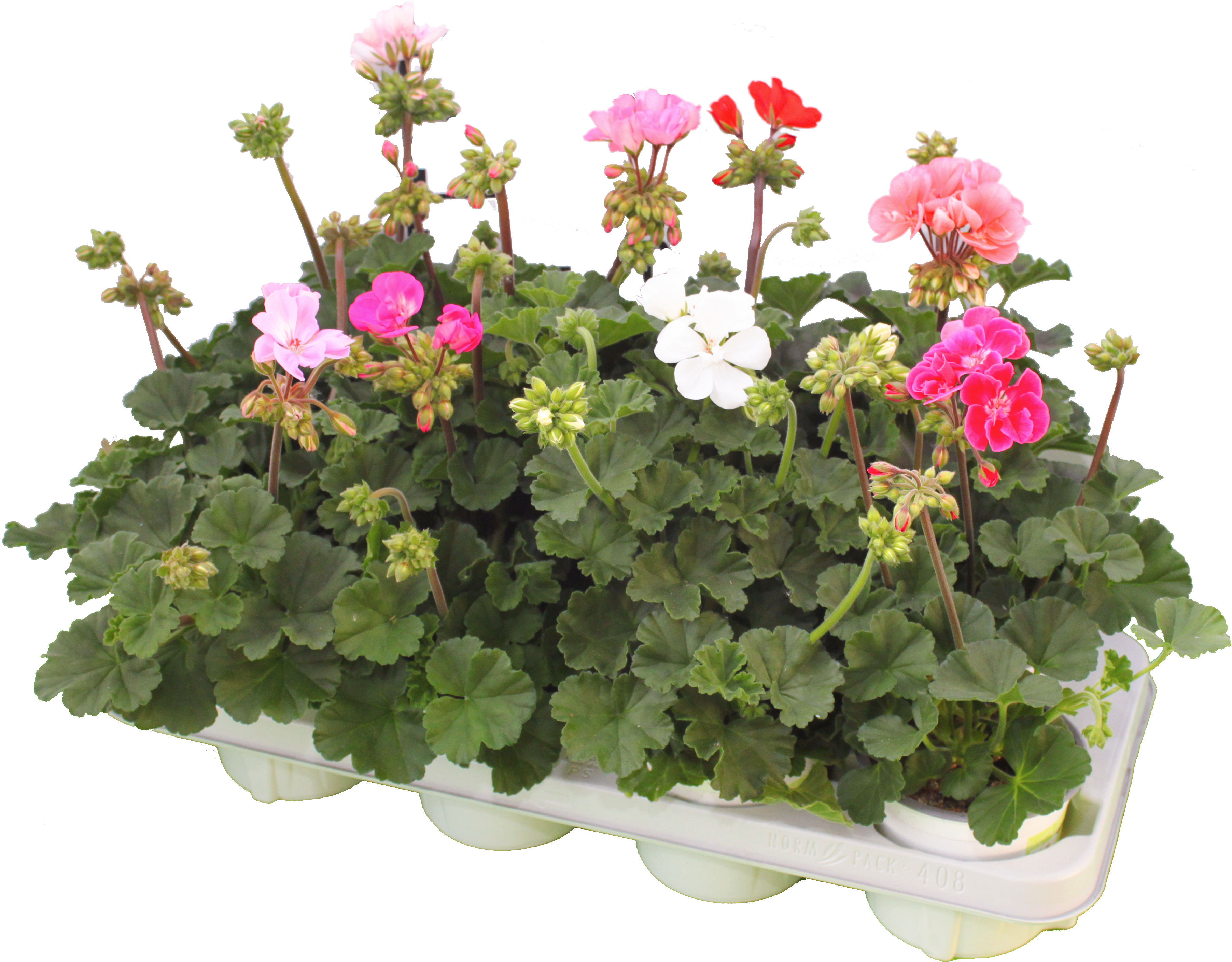 Pelargonium_zonale_T12