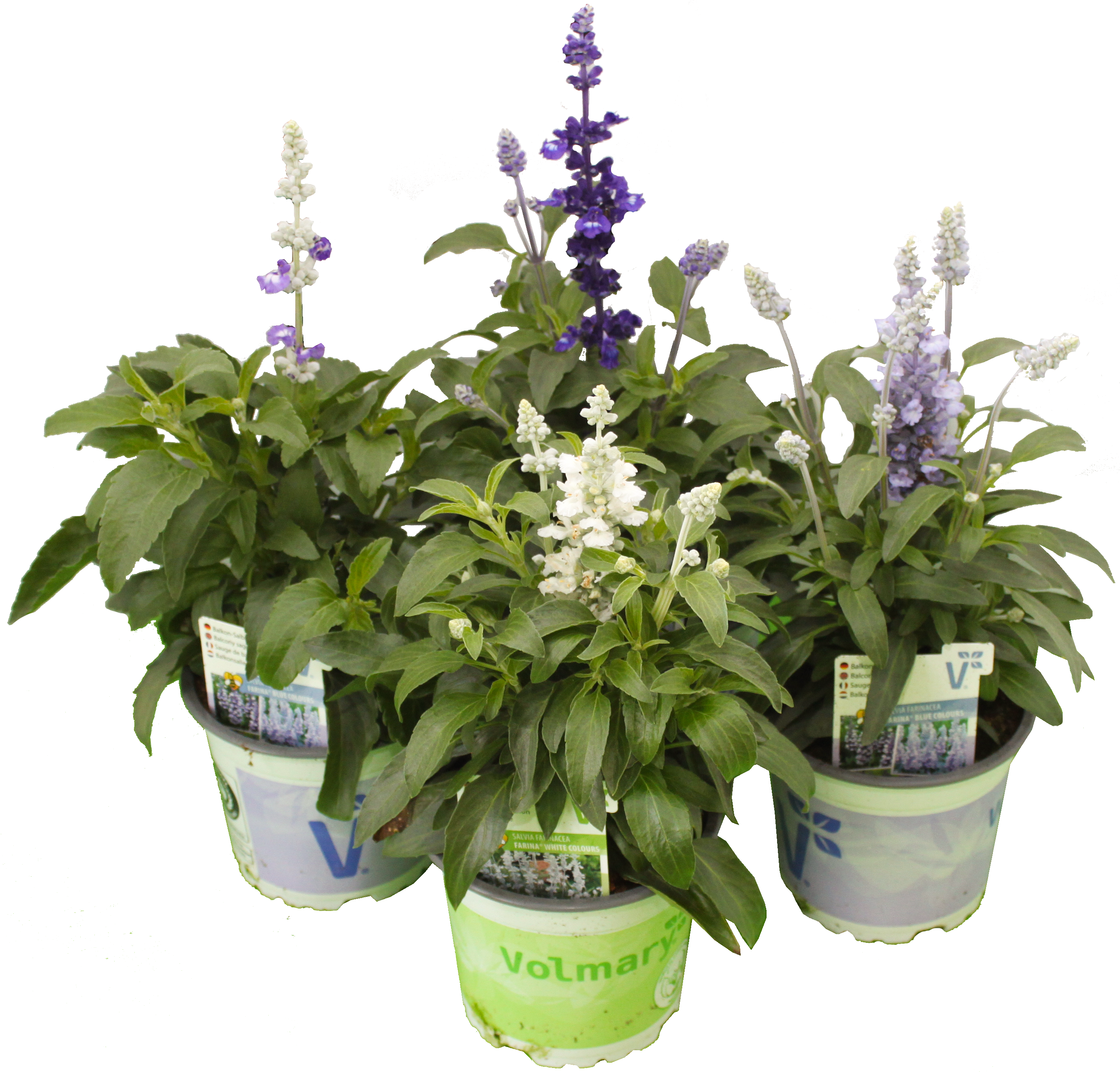 Salvia_farinaceae_T12