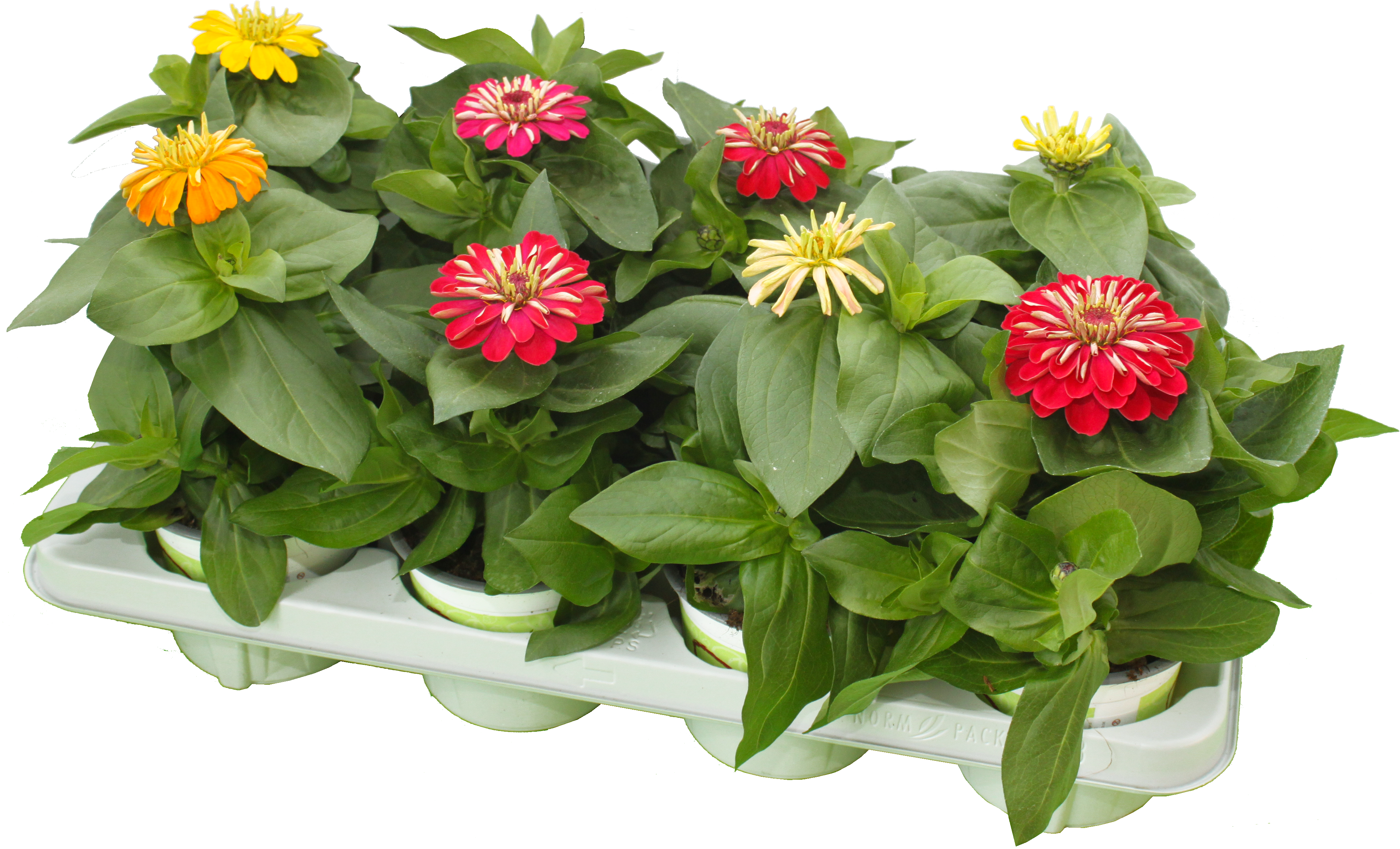 Zinnia_elegans_T12