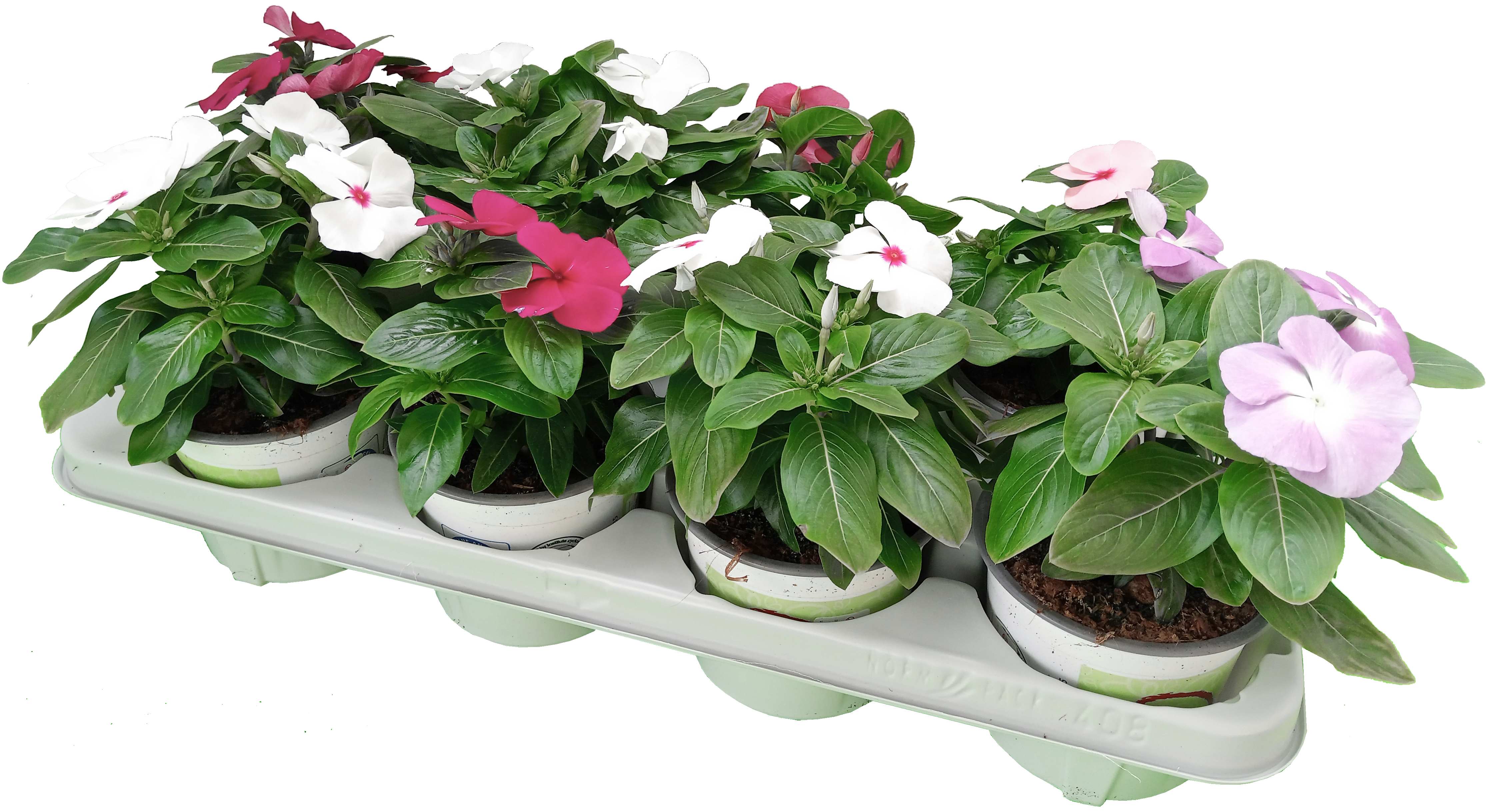 Catharanthus_3