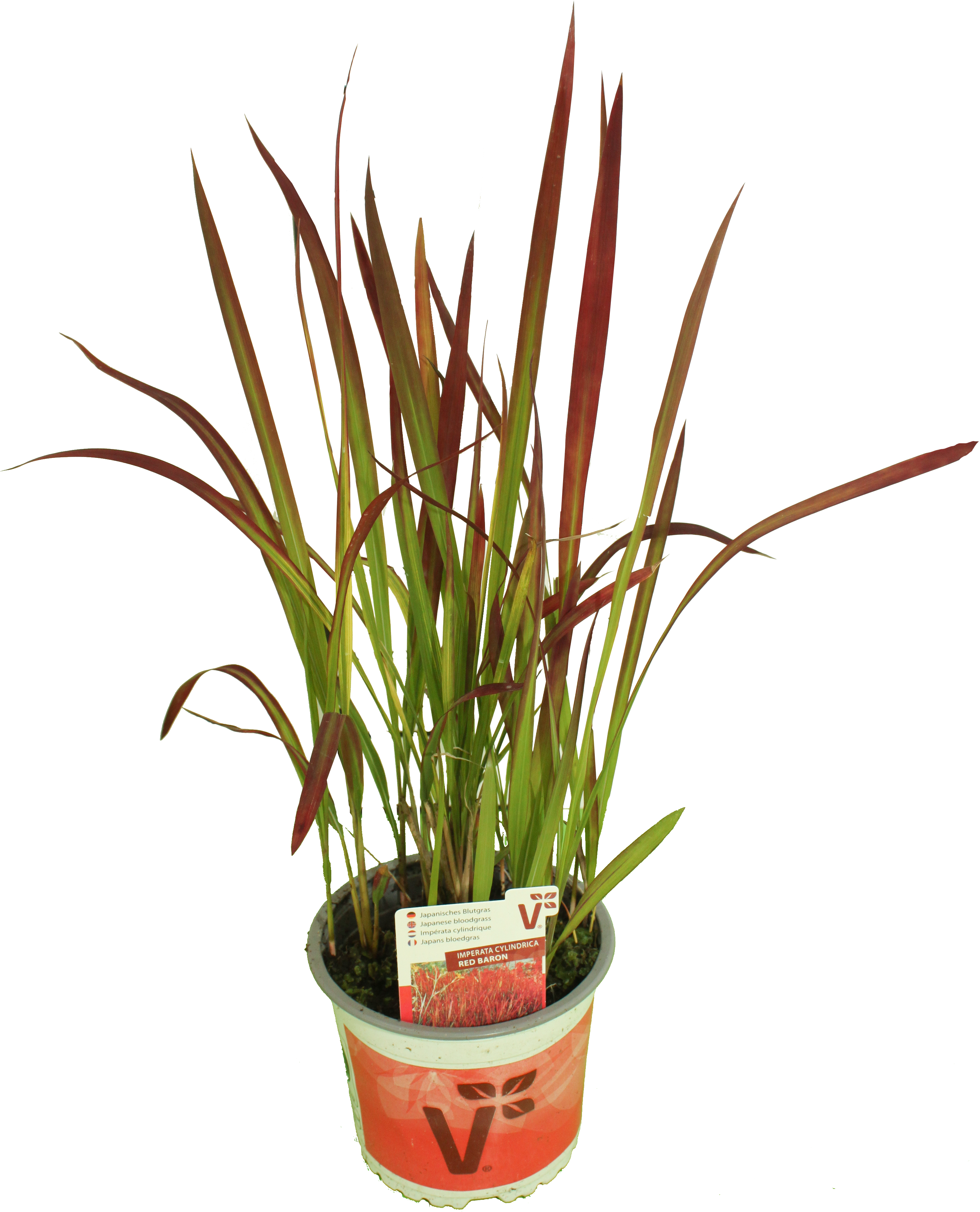 Imperata_1