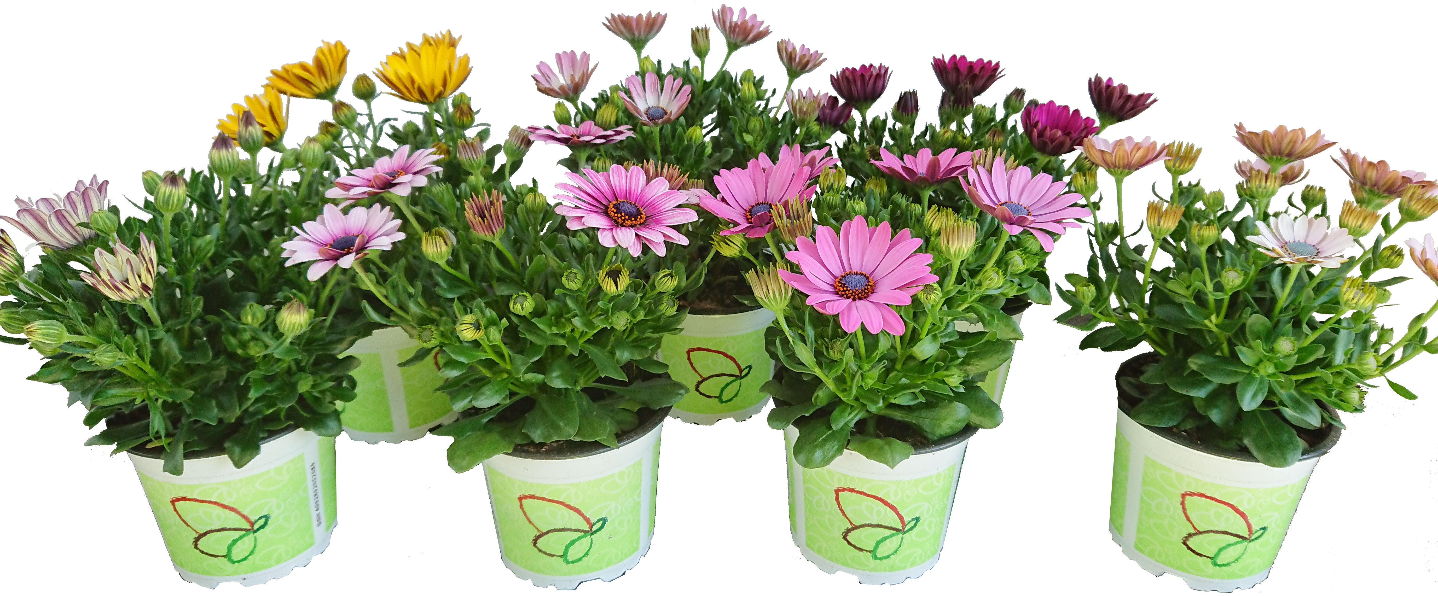Osteospermum_ecklonis_2