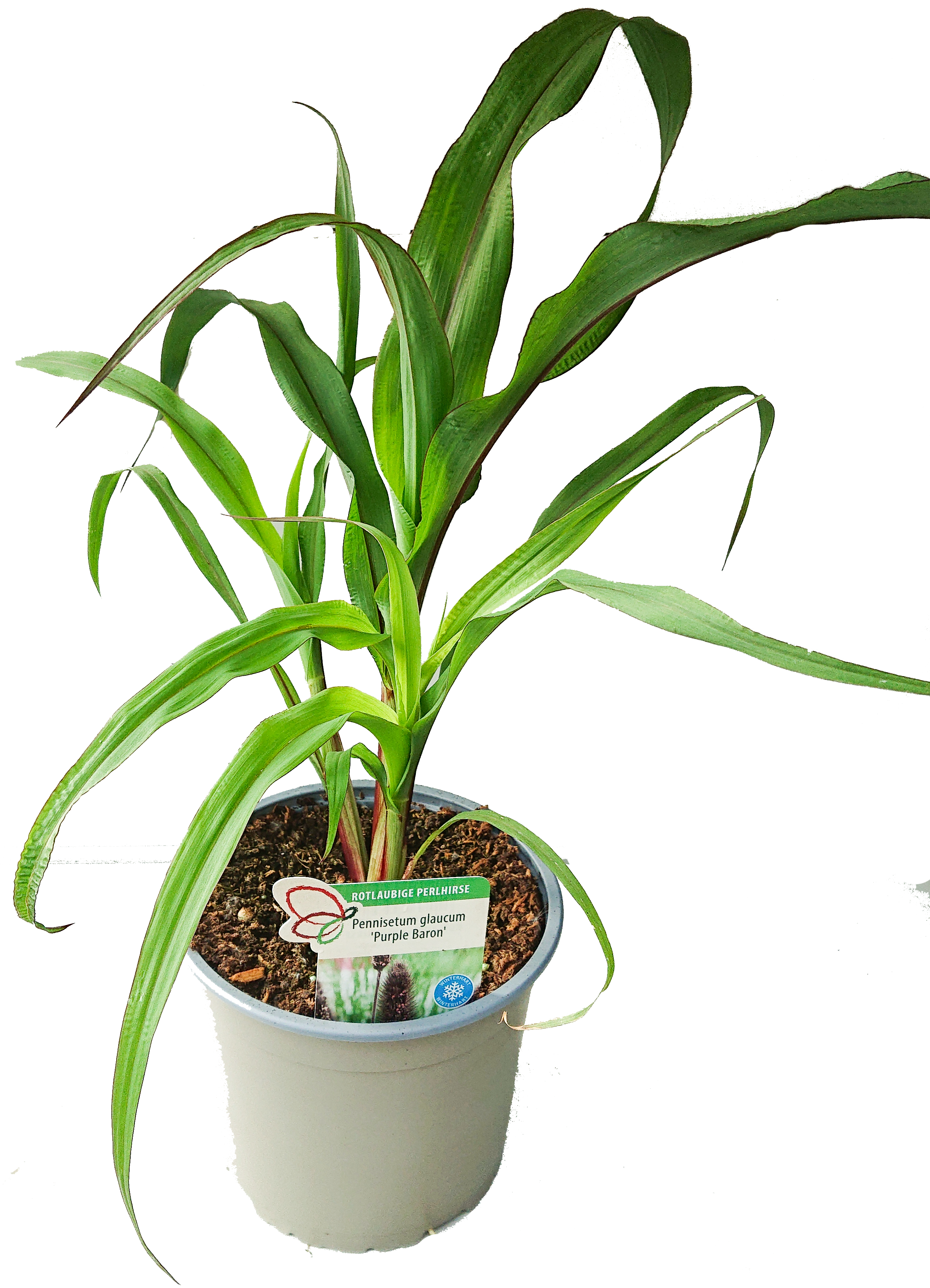 Pennisetum_glaucum_Purple_Baron_T17-4