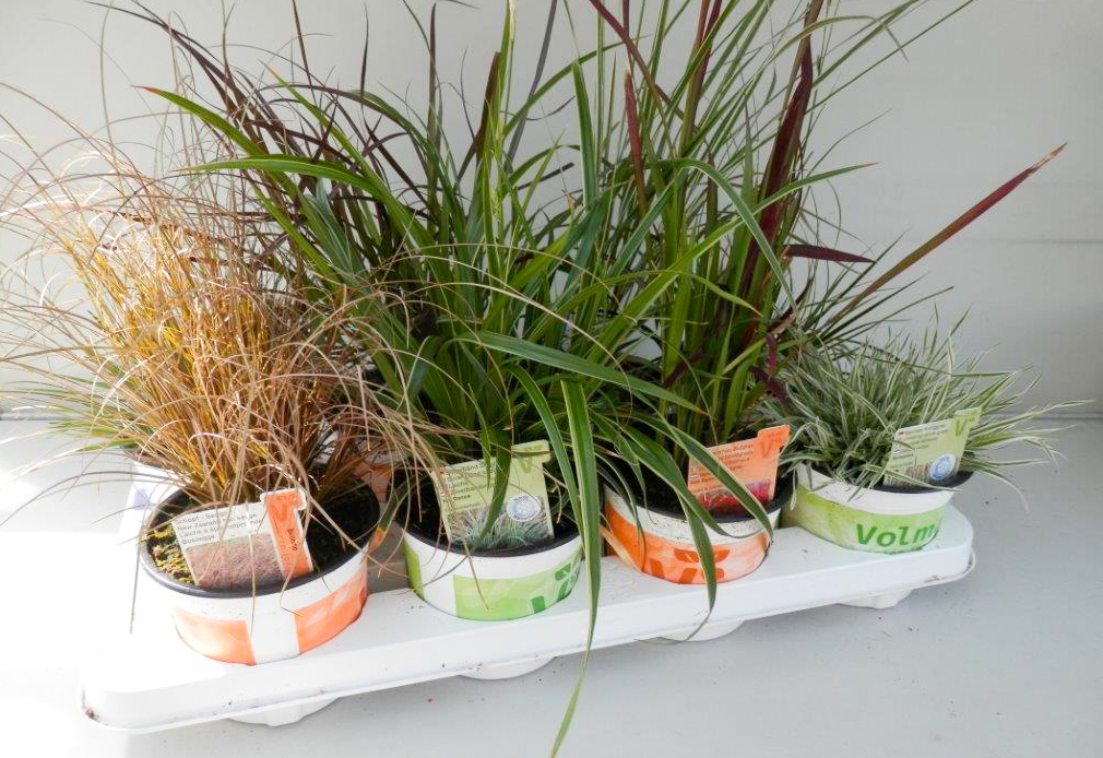 Ziergräser Mix T13-2